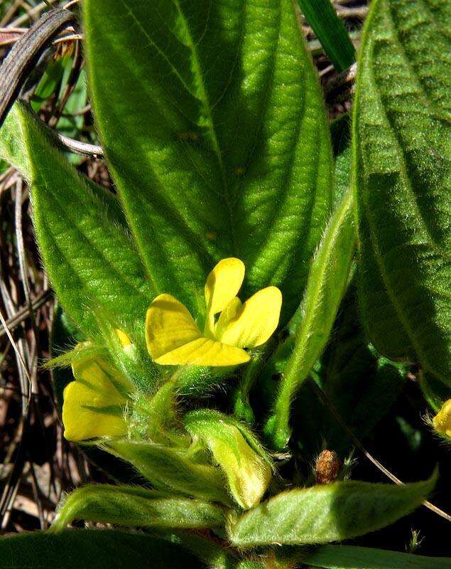 Image of Eriosema gunniae C. H. Stirt.