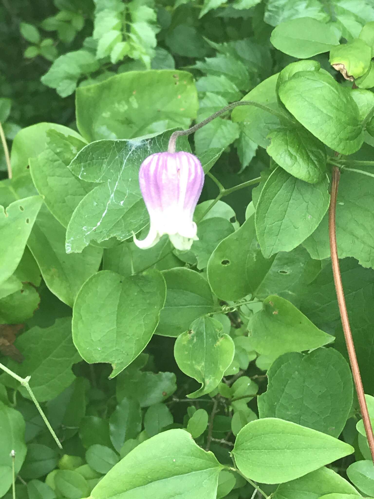 Imagem de Clematis viorna L.