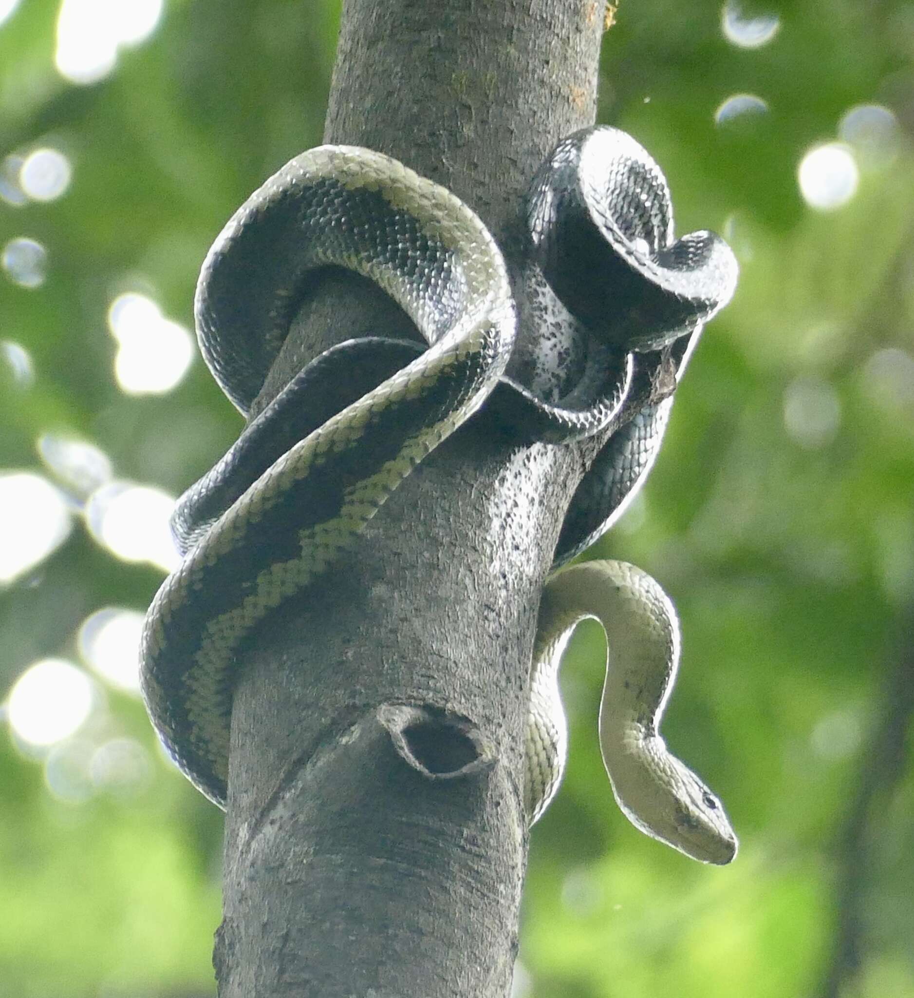 Image de Gonyosoma jansenii (Bleeker 1859)