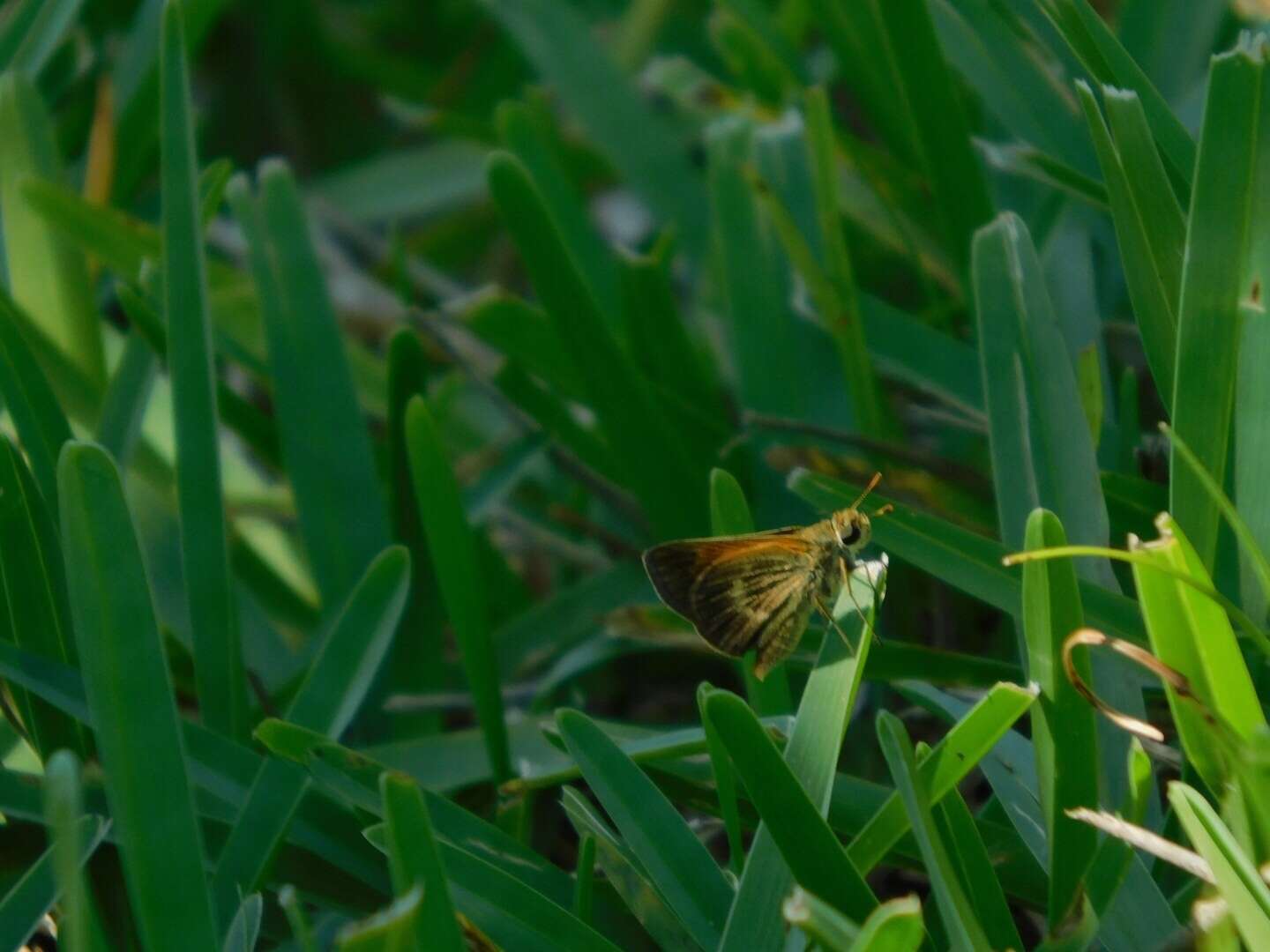 Image of Baracoa skipper