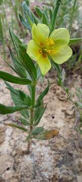 Image of Helianthemum ledifolium (L.) Miller