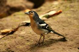 Image of La Palma Chaffinch