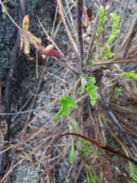 Image of Pelargonium capillare (Cav.) Willd.