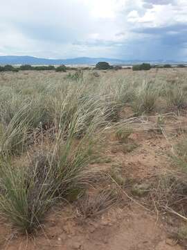 Image of New Mexico feathergrass