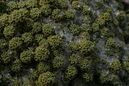 Image of Xenophyllum dactylophyllum (Sch. Bip.) V. A. Funk