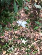 Image de Pseuderanthemum tenellum (Benth.) Radlk.