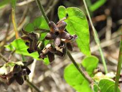 Image of trailing milkvine