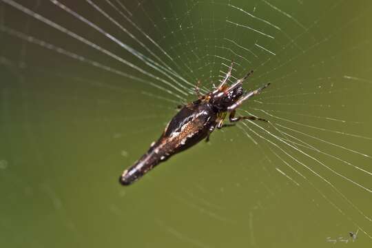 Image of Cyclosa hamulata Tanikawa 1992