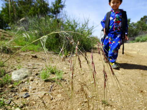 Image of purple needlegrass