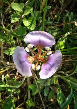 Image of Cypella unguiculata (Baker) Roitman & J. A. Castillo