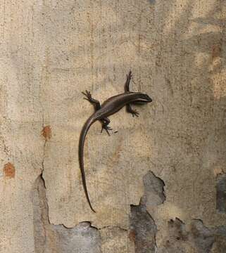 Image of Montane Speckled Skink