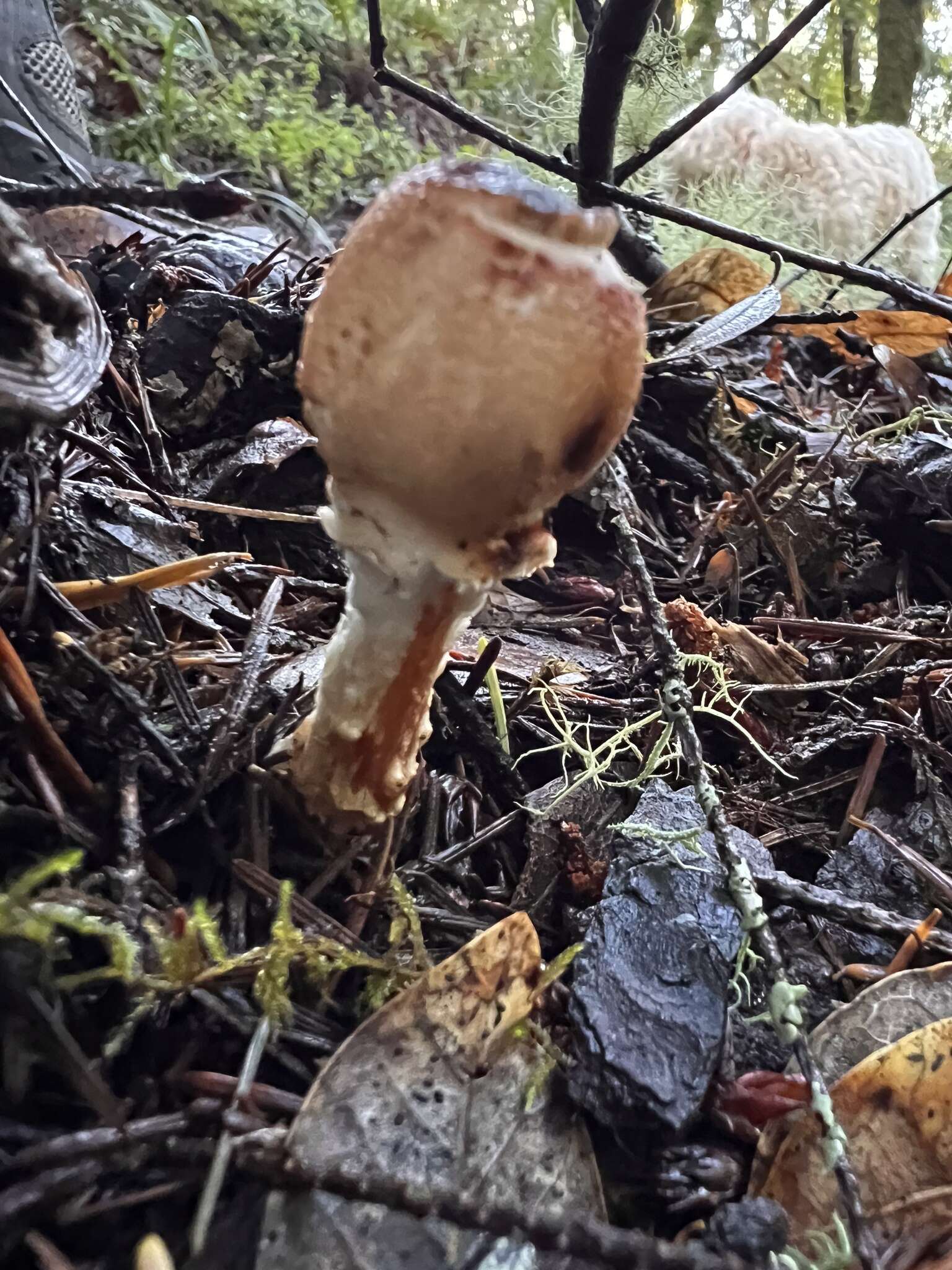 Lepiota spheniscispora Vellinga 2001 resmi