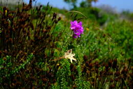 Image of Ixia paniculata D. Delaroche