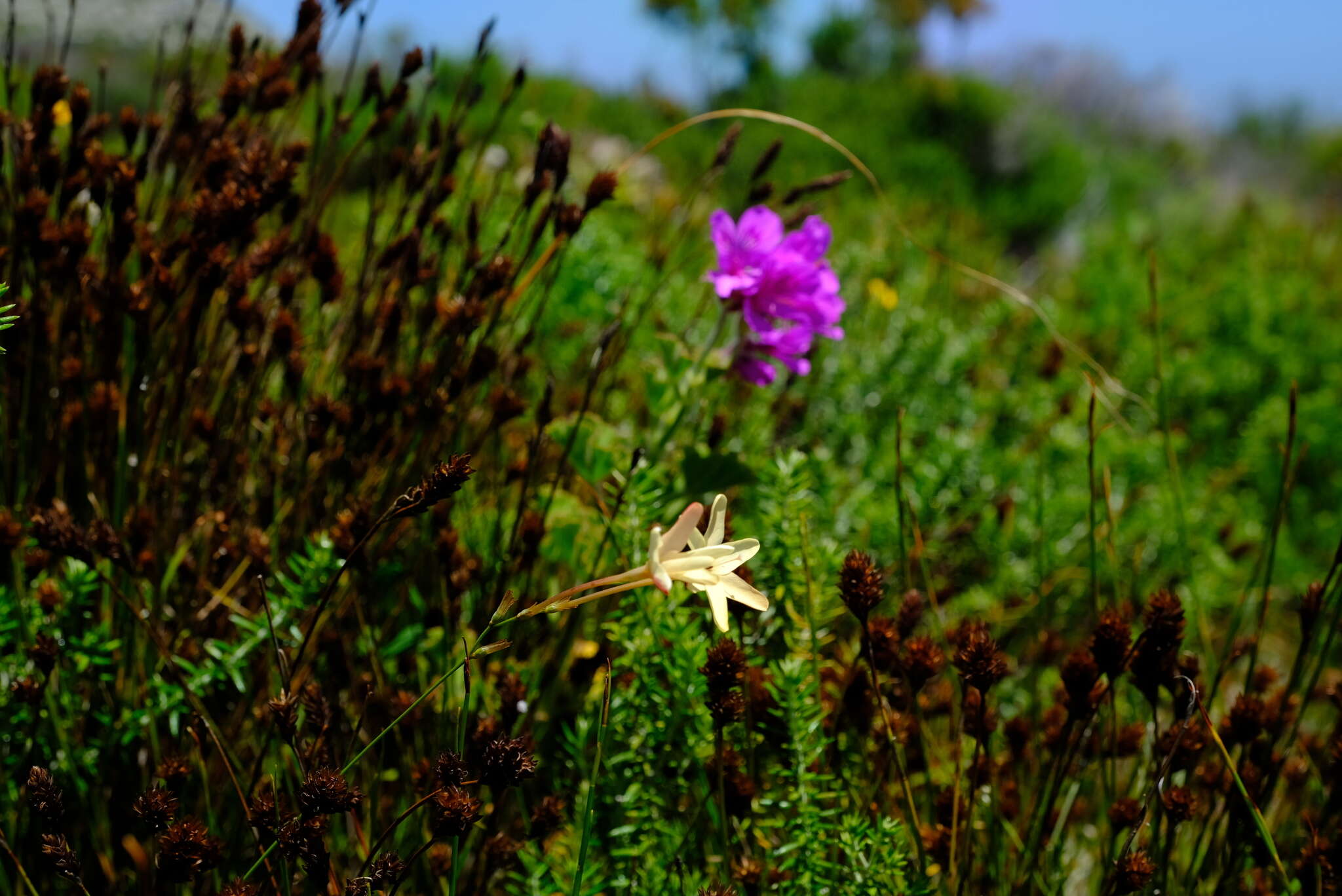 Image of Ixia paniculata D. Delaroche