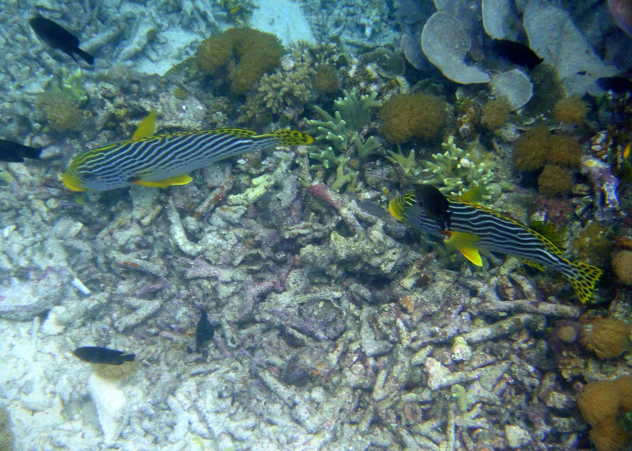 Image of Diagonal banded sweetlips