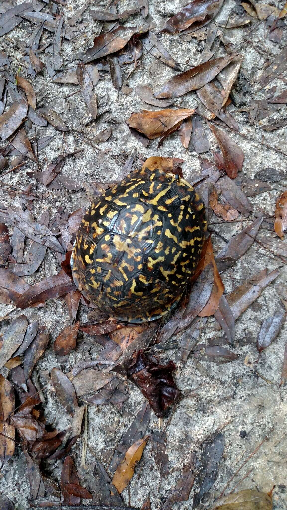 Image of Eastern box turtle