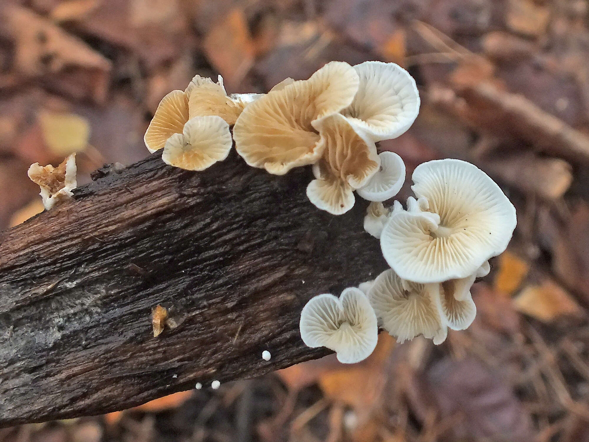 Crepidotus epibryus (Fr.) Quél. 1888 resmi