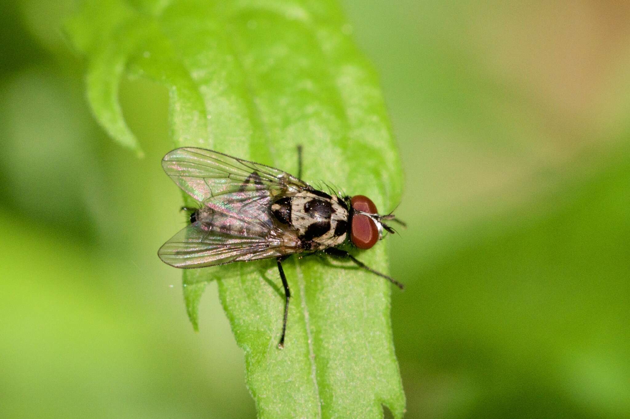 Image of Anthomyia pluvialis (Linnaeus 1758)