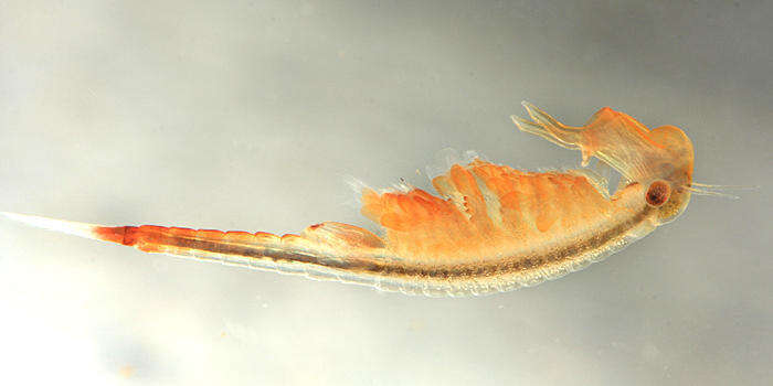 Image of eastern fairy shrimp