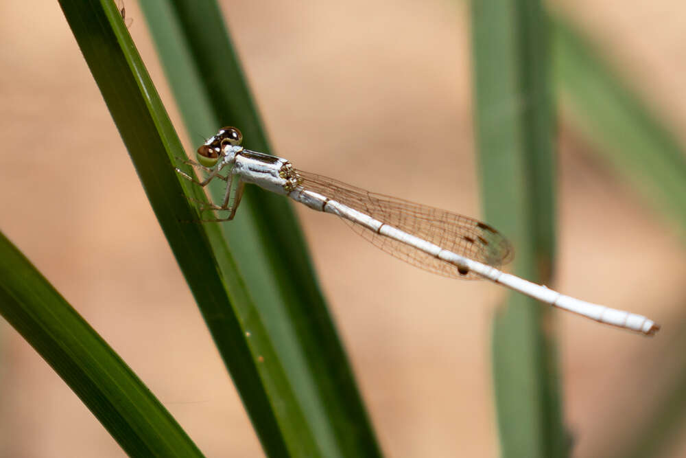 Sivun Agriocnemis argentea Tillyard 1906 kuva