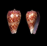 Imagem de Conus adamsonii Broderip 1836