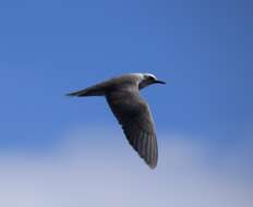 Image of Blue Noddy