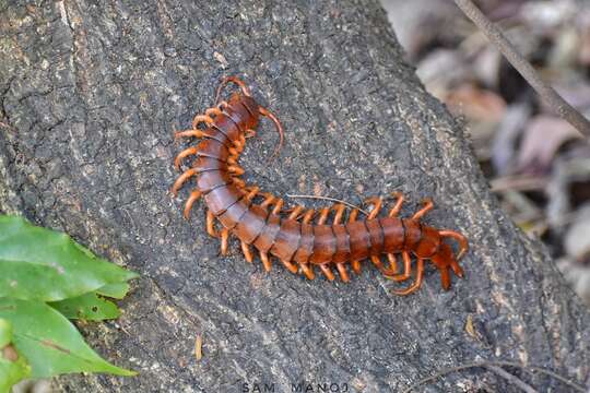 Image of Scolopendra dehaani Brandt 1840