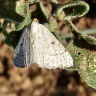 Sivun Taeniogramma mendicata (Hulst 1887) kuva