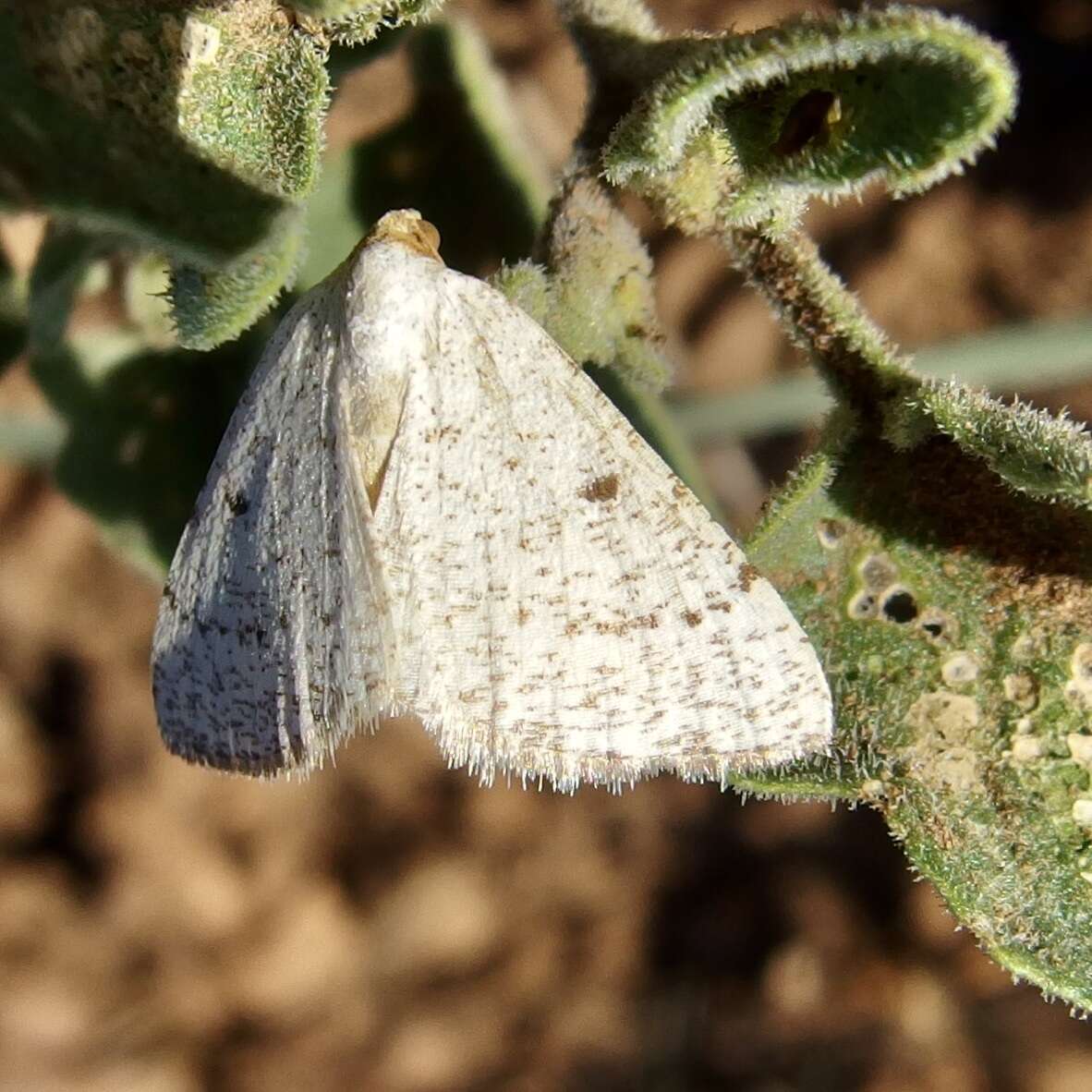 Sivun Taeniogramma mendicata (Hulst 1887) kuva