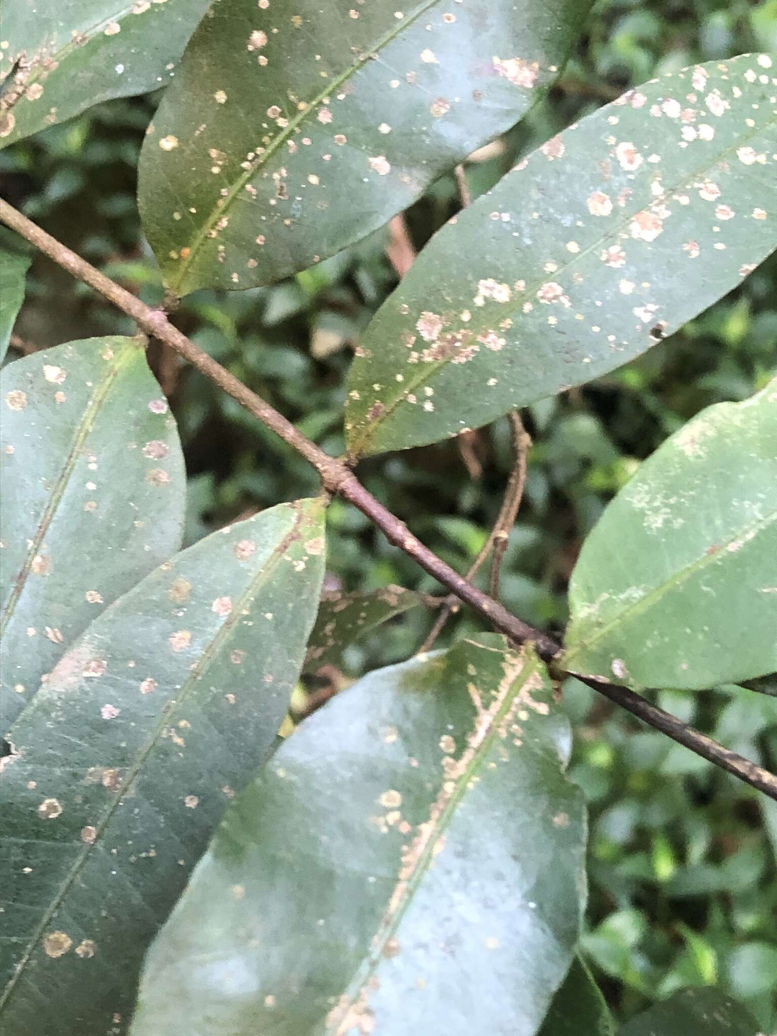 Plancia ëd Melodinus australis (F. Müll.) Pierre