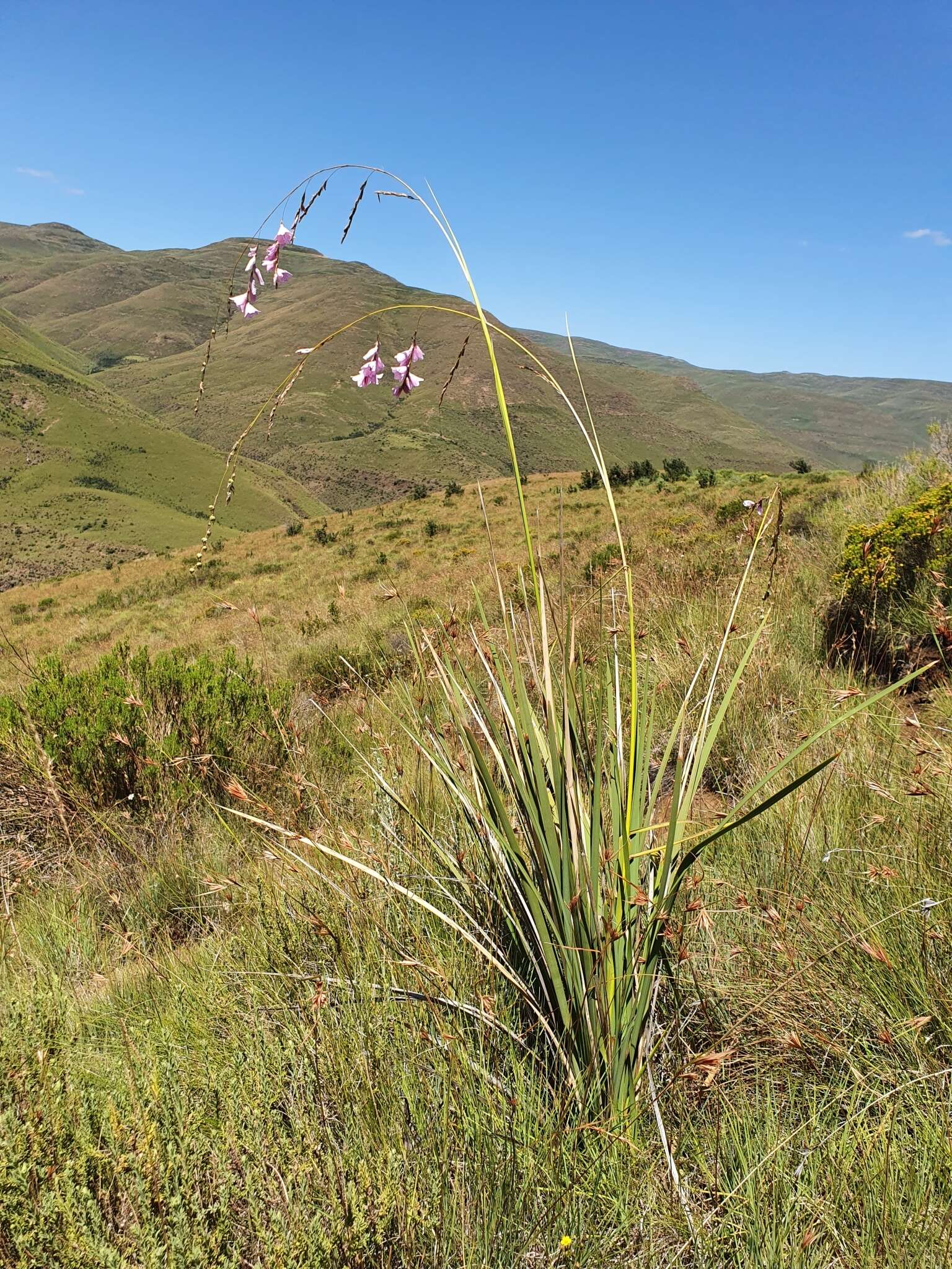 Imagem de Dierama robustum N. E. Br.