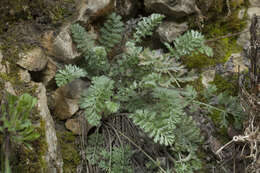 Tanacetum poteriifolium (Ledeb.) Grierson的圖片