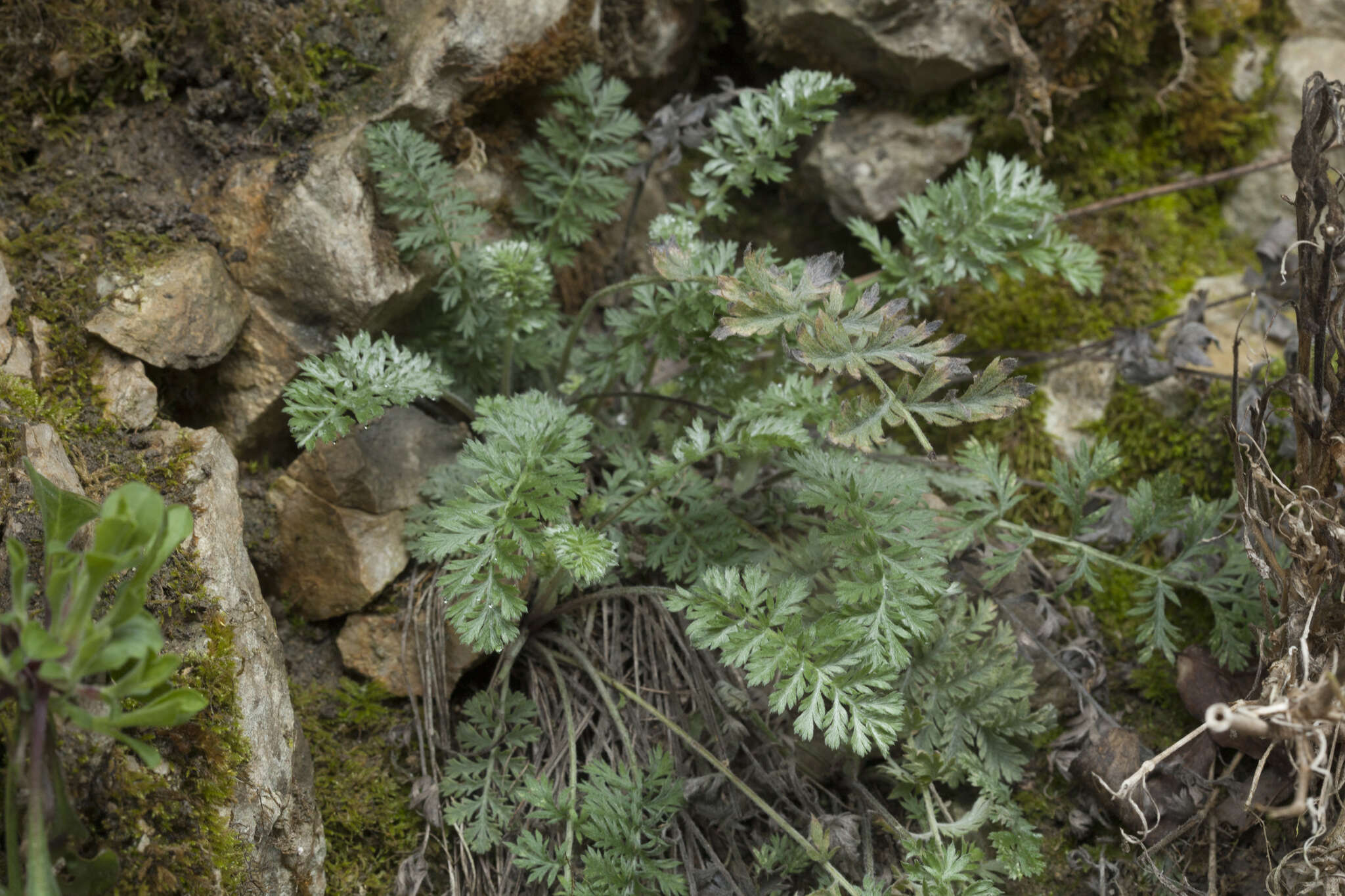 Tanacetum poteriifolium (Ledeb.) Grierson的圖片