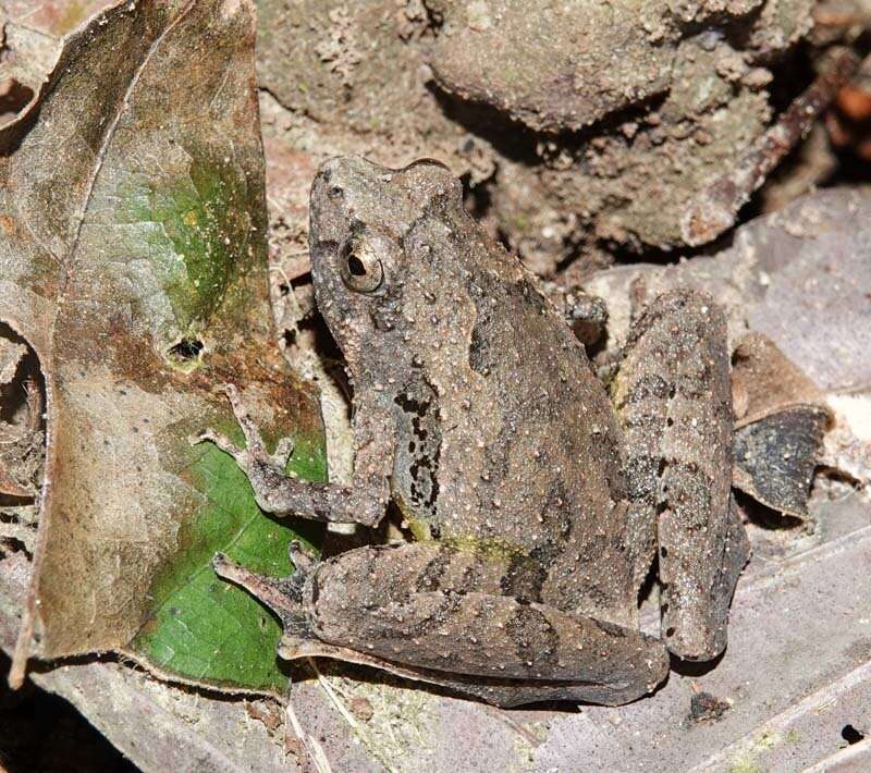 Image of Berdmore's Chorus Frog