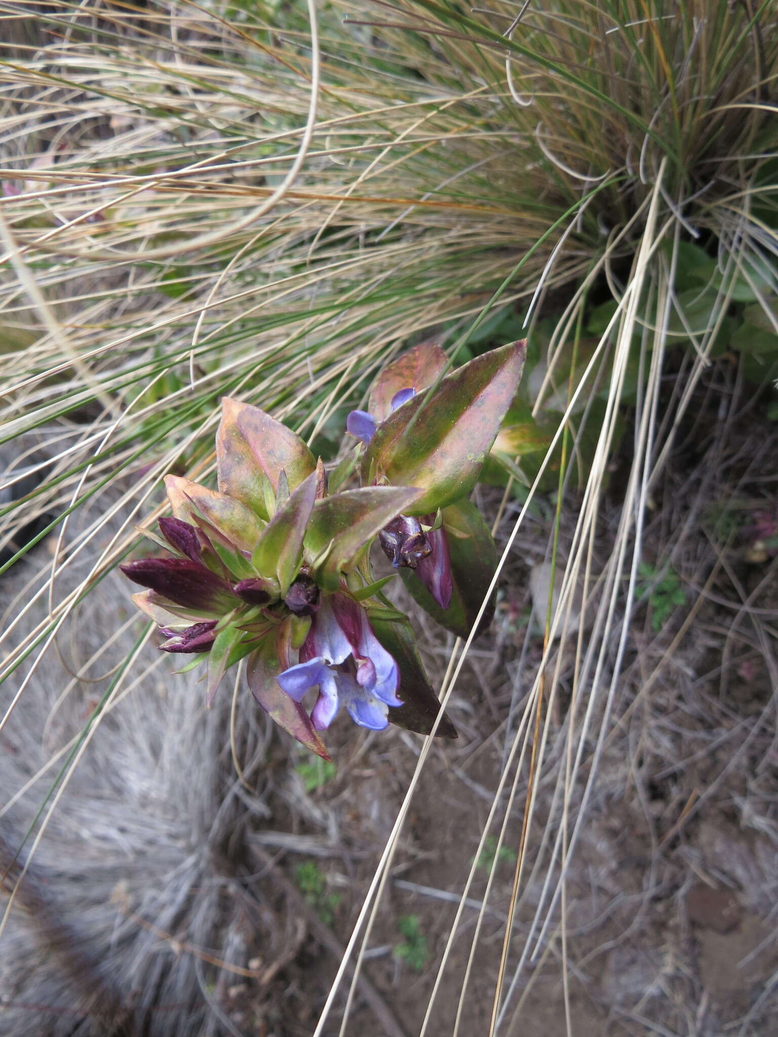 Image de Gentiana spathacea Kunth