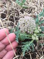 Image of bigroot springparsley