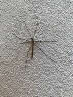 Image of Cranefly