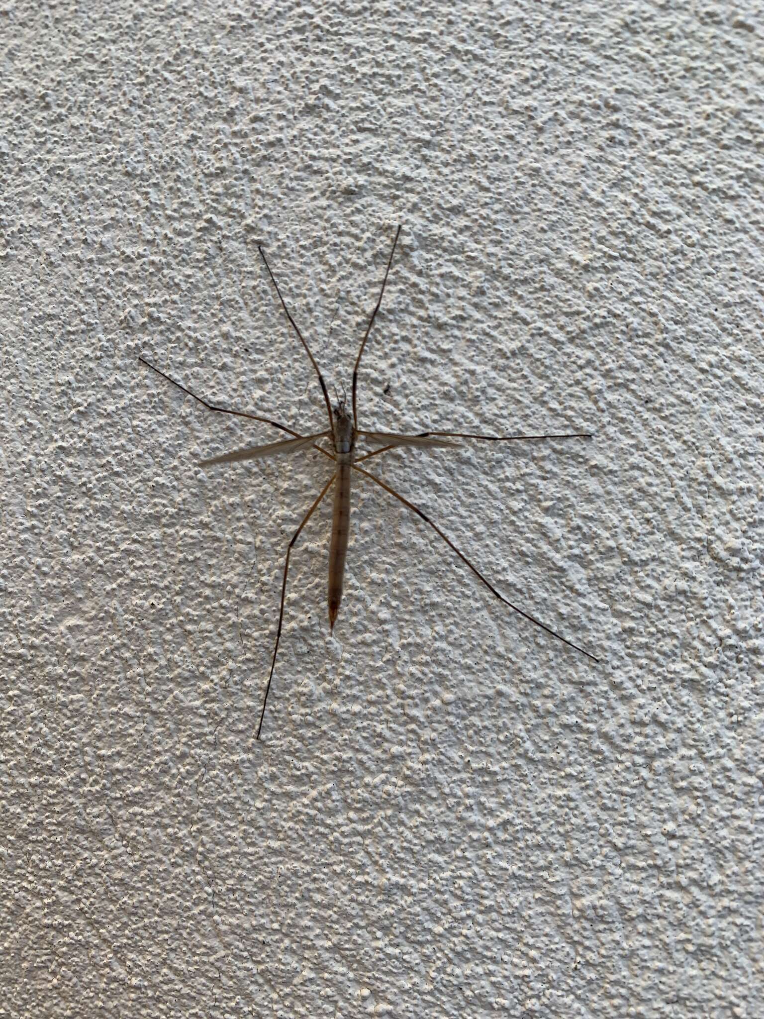 Image of Cranefly