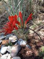 Image of Crocosmia Planch.