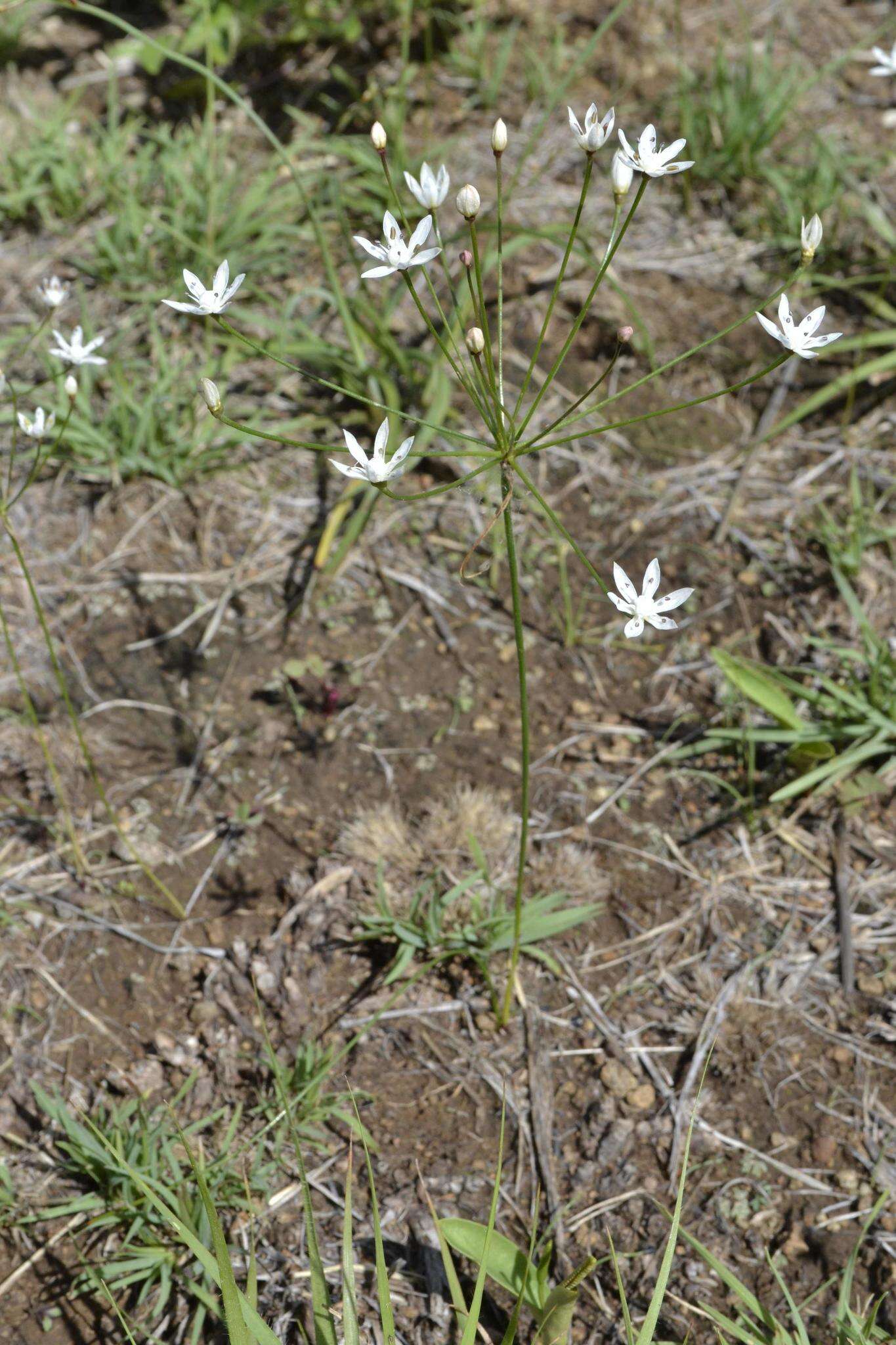 Image of Strumaria tenella subsp. orientalis Snijman