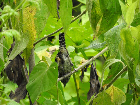 Image of Barred Antshrike