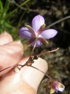 Image of Heliophila subulata Burch. ex DC.