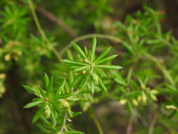 Image of Leucopogon leptospermoides R. Br.