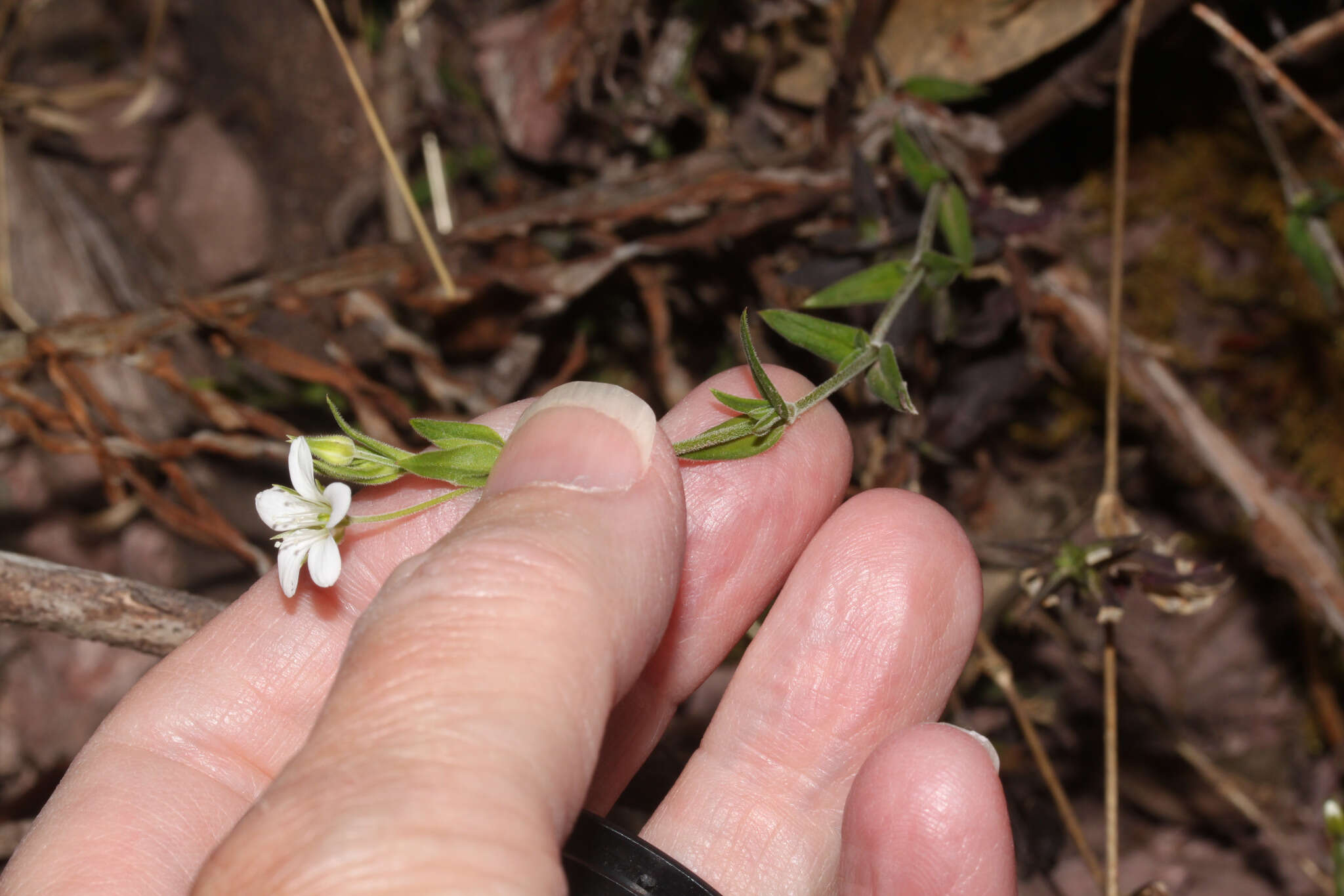 Слика од Arenaria soratensis Rohrb.