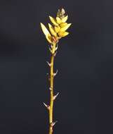 Image of Dyckia floribunda Griseb.