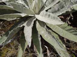 Image of Espeletiopsis cristalinensis (Cuatrec.) J. Cuatrec.