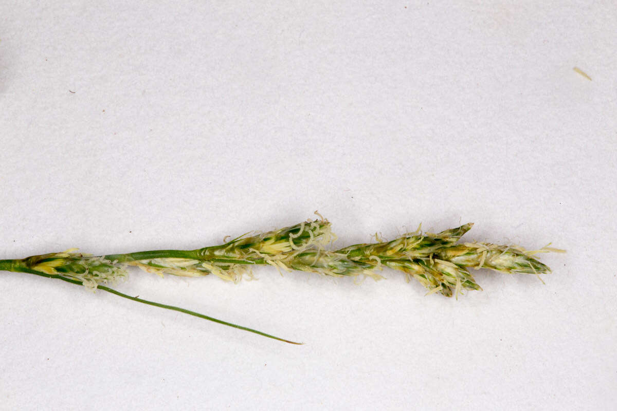 Слика од Carex brizoides L.