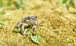 Image of Challhuaco frog