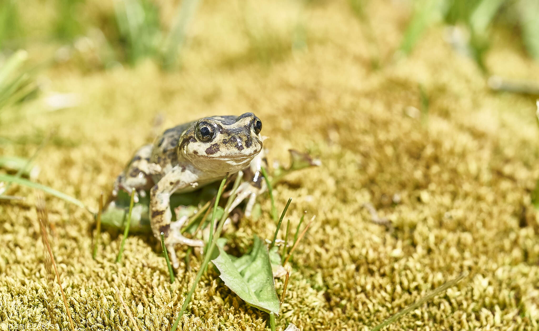 Image of Challhuaco frog