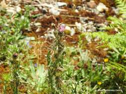 Image de Cirsium pyrenaicum (Jacq.) All.